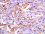 Exportin-2 Antibody in Immunohistochemistry (Paraffin) (IHC (P))