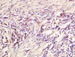 ADORA2B Antibody in Immunohistochemistry (Paraffin) (IHC (P))