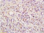 Angiopoietin 4 Antibody in Immunohistochemistry (Paraffin) (IHC (P))