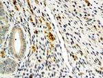 Angiopoietin 4 Antibody in Immunohistochemistry (Paraffin) (IHC (P))