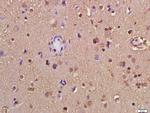 GAPDH Antibody in Immunohistochemistry (Paraffin) (IHC (P))