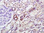 GAPDH Antibody in Immunohistochemistry (Paraffin) (IHC (P))