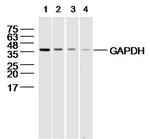 GAPDH Antibody in Western Blot (WB)