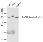 GAPDH Antibody in Western Blot (WB)