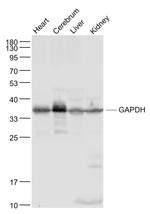 GAPDH Antibody in Western Blot (WB)