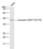 Phospho-CDK7 (Thr170) Antibody in Western Blot (WB)