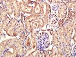 Calpain 1 Antibody in Immunohistochemistry (Paraffin) (IHC (P))
