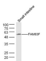 FAM83F Antibody in Western Blot (WB)