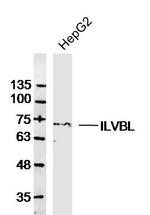ILVBL Antibody in Western Blot (WB)