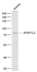 AFAP1L2 Antibody in Western Blot (WB)