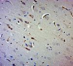 Gigaxonin Antibody in Immunohistochemistry (Paraffin) (IHC (P))