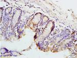 PAX9 Antibody in Immunohistochemistry (Paraffin) (IHC (P))