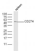 CD274 Antibody in Western Blot (WB)