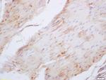 Elastin Antibody in Immunohistochemistry (Paraffin) (IHC (P))