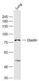 Elastin Antibody in Western Blot (WB)