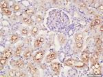 Caspase 12 Antibody in Immunohistochemistry (Paraffin) (IHC (P))