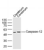 Caspase 12 Antibody in Western Blot (WB)