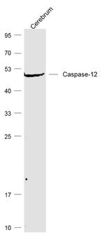 Caspase 12 Antibody in Western Blot (WB)