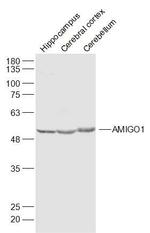 AMIGO1 Antibody in Western Blot (WB)