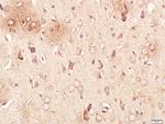 Neurotrimin/HNT Antibody in Immunohistochemistry (Paraffin) (IHC (P))