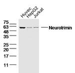 Neurotrimin/HNT Antibody in Western Blot (WB)