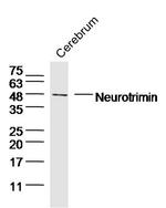 Neurotrimin/HNT Antibody in Western Blot (WB)