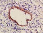 PCDH7 Antibody in Immunohistochemistry (Paraffin) (IHC (P))