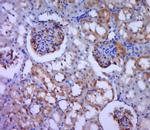 MDGA2 Antibody in Immunohistochemistry (Paraffin) (IHC (P))