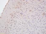 Myelin PLP Antibody in Immunohistochemistry (Paraffin) (IHC (P))