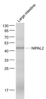 NIPAL2 Antibody in Western Blot (WB)