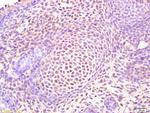 Osterix Antibody in Immunohistochemistry (Paraffin) (IHC (P))