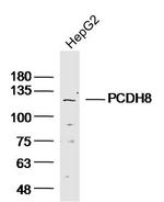 PCDH8 Antibody in Western Blot (WB)