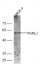 CD111/Nectin1 Antibody in Western Blot (WB)