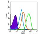 AMPK alpha-1 Antibody in Flow Cytometry (Flow)