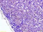 AMPK alpha-1 Antibody in Immunohistochemistry (Paraffin) (IHC (P))