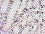 AMPK alpha-1 Antibody in Immunohistochemistry (Paraffin) (IHC (P))