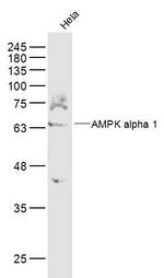 AMPK alpha-1 Antibody in Western Blot (WB)
