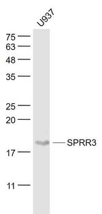 SPRR3/Cornin B Antibody in Western Blot (WB)