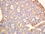 MAdCAM1 Antibody in Immunohistochemistry (Paraffin) (IHC (P))