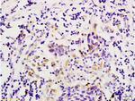 GPR49/LGR5 Antibody in Immunohistochemistry (Paraffin) (IHC (P))
