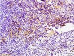 GPR49/LGR5 Antibody in Immunohistochemistry (Paraffin) (IHC (P))