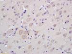 MOBP Antibody in Immunohistochemistry (Paraffin) (IHC (P))