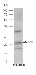 MOBP Antibody in Western Blot (WB)