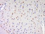 ProSAPiP1 Antibody in Immunohistochemistry (Paraffin) (IHC (P))