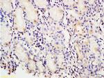 PAF Antibody in Immunohistochemistry (Paraffin) (IHC (P))