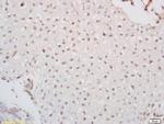 PAX6 Antibody in Immunohistochemistry (Paraffin) (IHC (P))