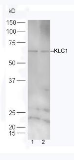 KLC1/KNS2 Antibody in Western Blot (WB)