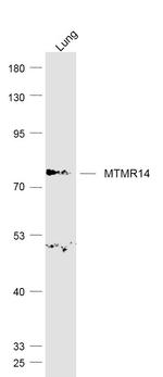 MTMR14 Antibody in Western Blot (WB)