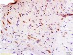 Sema3F/semaphorin 3F Antibody in Immunohistochemistry (Paraffin) (IHC (P))