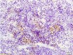 Sema3F/semaphorin 3F Antibody in Immunohistochemistry (Paraffin) (IHC (P))